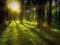 Wälder - Von der Romantik in die Zukunft